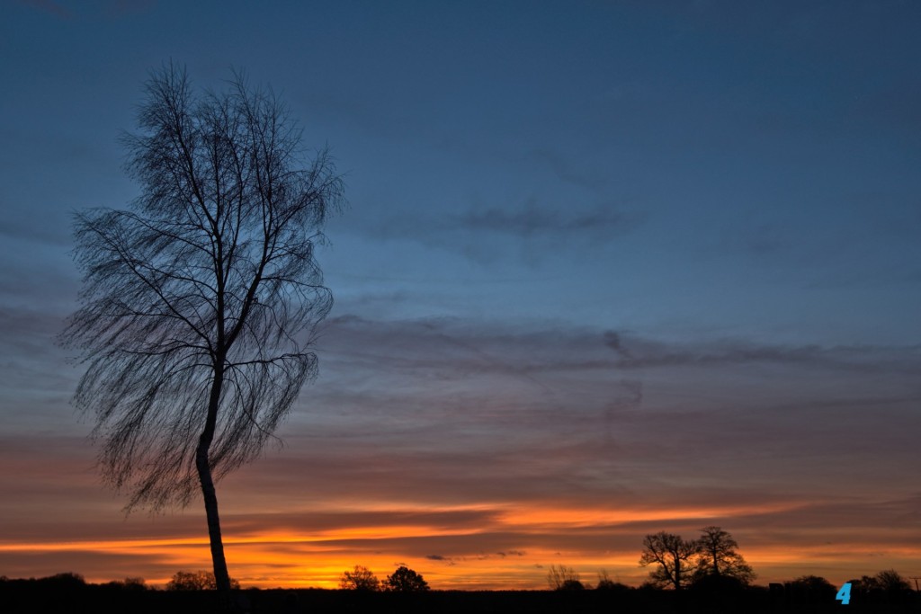 Sony A7: Sonnenaufgang Dülmen Dernekamp - Birke