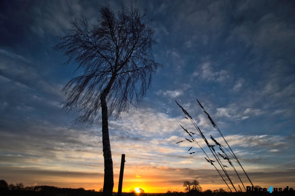 Sony A7: Sonnenaufgang Dülmen Dernekamp - Birke und Gras