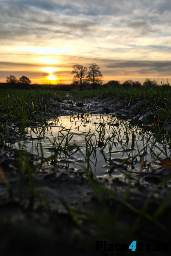 Sony A7: Sonnenaufgang Dülmen Dernekamp - Pfütze im Feld