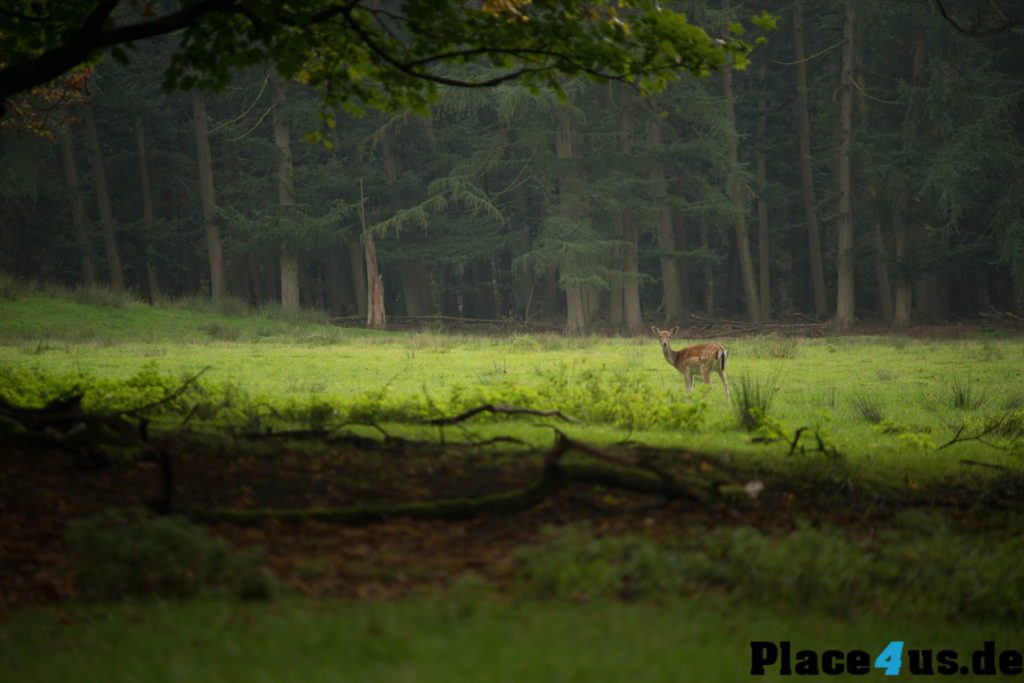 Begegnung im Wildpark